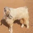 للبيع تيس فحل
