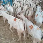 تيوس صومالية لحم يذوب بأقل سعر