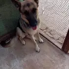 كلبه جيرمن
