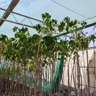 زراعه اشجار