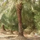 نخيل نوايع شمشوله حوشانه نبتت الحصان خلاص ملوكي فاخر