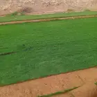 تيل سي 2000 صافي وطبيعي جراده قولي مزرعه الخرج