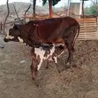 ضمد الشقيري