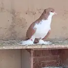 المنطقه الشرقيه سيهات