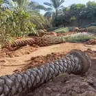 يوجد لدينا جميع النواع فسايل النخل العربي والجثايث