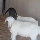للبيع خروفين دواغير