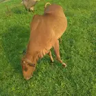 بقره للبيع