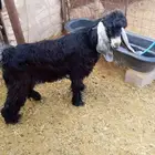 تيس عارضي من حلال معرف