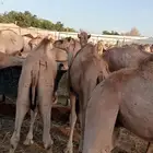 قعدان