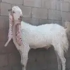 تيس هولندي فحل للبيع
