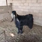 تيس عارضي للبيع