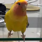 طير روز ضايع