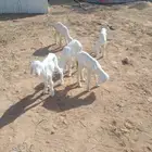 للبيع 5 دواغير