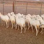 30 رخال جذعات دفاع على ولاده السعر 1000