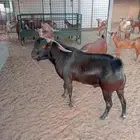 تيس فحل سديس اوجامع شبب