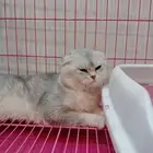 عند محل القط الجميل على شارع الامام سعود