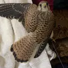 شبوط وحش طرح اليوم