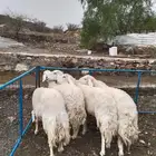 غنم صنف