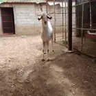 تيس فحل للبيع في المخواة