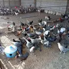 دجاج بياض