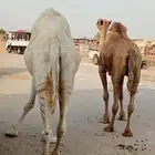 عشاير للبيع وضروبه