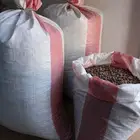 حب المورينقا اليسر العربي