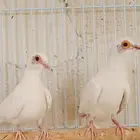 مجموعة يمام 13 حبه