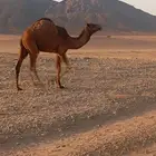 ناقه عشراء معه بنته