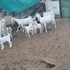 معزا هولنديه
