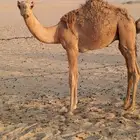 قعود قصب