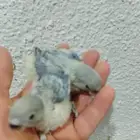 فروخ روز جاهزات للغر  العدد محدود