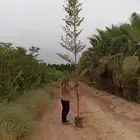 اشجار جملة