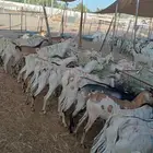 الرياض ومكه