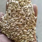 شعير سداسي