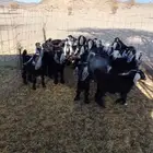 بهم معزا عوارض ديرية