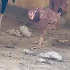 دجاجه بكستانيه