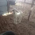 للبيع داغور حري شق توم