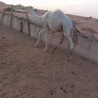 ابل قعدان