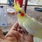 للبيع فروخ كروان