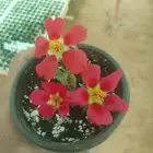 زهور مستديمه