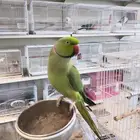 تم البيع ذكر دره هندي