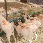 ذبايح تيوس صومالي 500 ريال