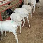 سواكن