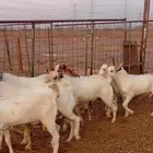 7تيوس ماشاءالله تبارك الله