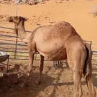 ناقه صفرا