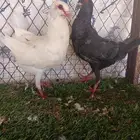 مالتيز