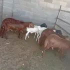للبيع معزى عوارض