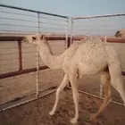 قعدان للبيع العدد2