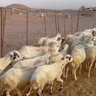 30 ضان رفيدي مراح صغار سن السعر 750