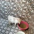 تيس تشيكي قزمي للبيع